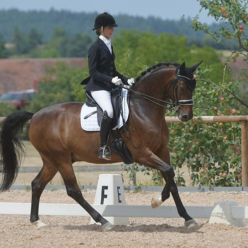 Dressurstall Sessler