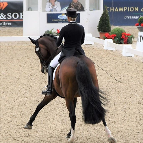 Dressurstall Sessler