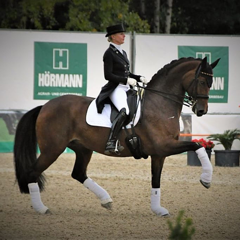 Dressurstall Sessler