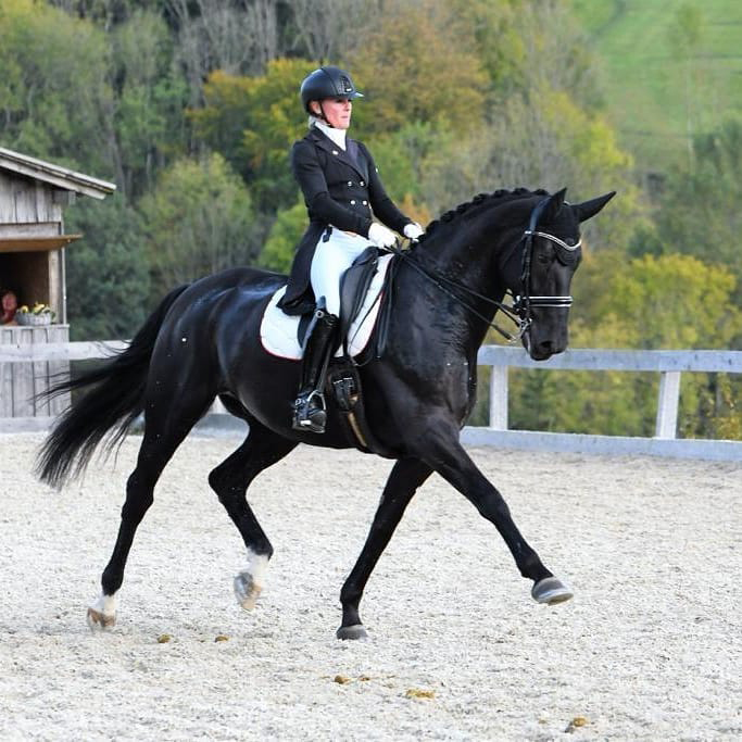 Dressurstall Sessler
