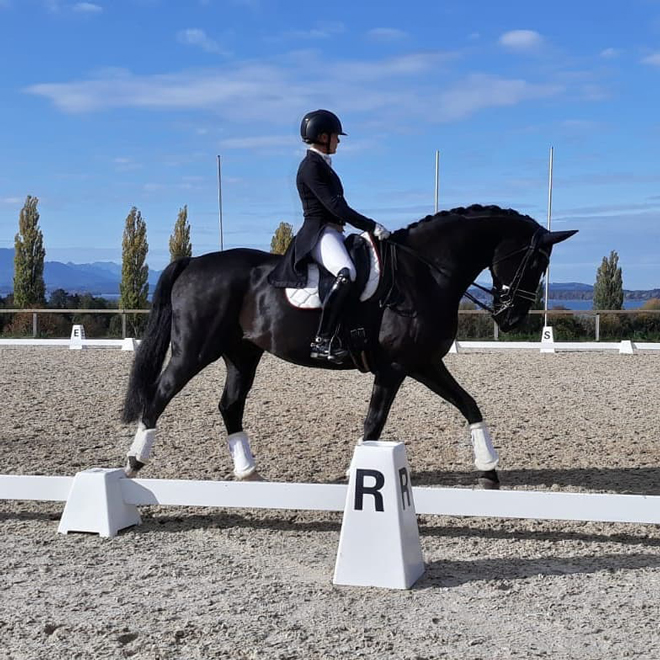 Dressurstall Sessler