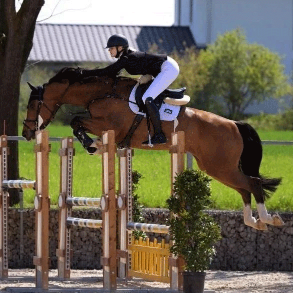 Dressurstall Sessler
