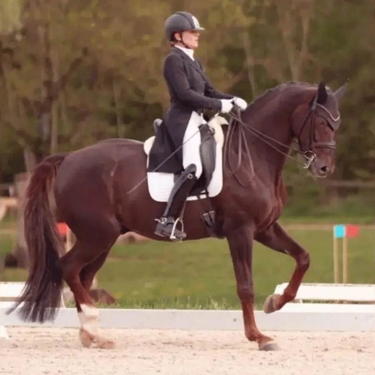 Dressurstall Sessler